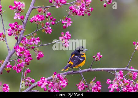 Baltimore oriole in northern Wisconsin. Stock Photo