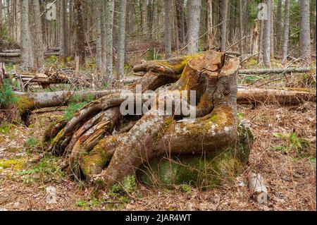 Entangled roods of a tree stump on top of a boulder, in a coniferous forests with fallen trees. Paul Smith's College Visitor Interpretive Center, NY. Stock Photo