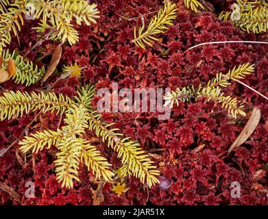 Marsh vegetation: twigs of a stunted black spruce tree peaking above a carpet of red bogmoss (Sphagnum capillifolium). Paul Smith College VIC New York Stock Photo