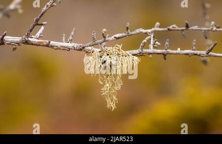 Closeup of a beard lichen (Usnea hirta) on a twig. Selective focus photo. Paul Smith's College VIC (Visitor Interpretive Center), New York, US. Stock Photo