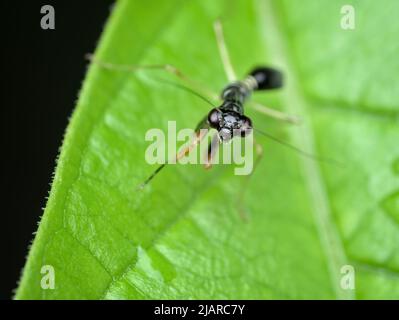 little black asian ant mantis on the green leaf Stock Photo