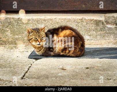 Content tabby domestic cat, Felis catus, dozing sleepily on a mat in front of a wall in the midday sun Stock Photo