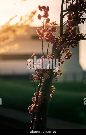 Cherry tree blooming in spring during a sunset Stock Photo