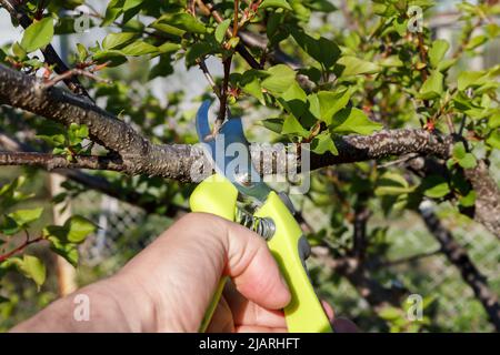 Male farmer looks after the garden. Pruning of fruit tree. Man with pruner shears branches of the apricot tree. Stock Photo