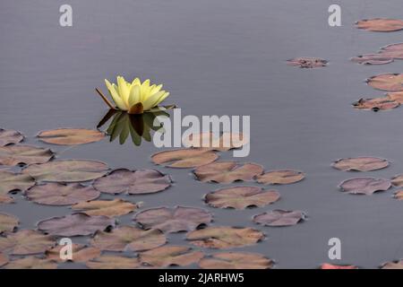 Yellow Egyptian lotus water lily flower with leaves closeup floating in the water. Stock Photo