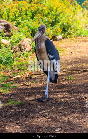 Marabou stork (Leptoptilos crumenifer) walking on a lawn Stock Photo