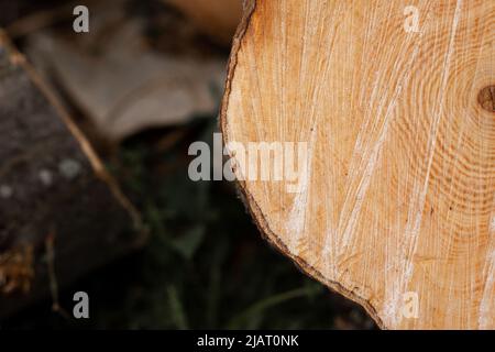 Cut stump. Cross section of the tree. Firewood for burning furnace waste. agriculture industry Stock Photo