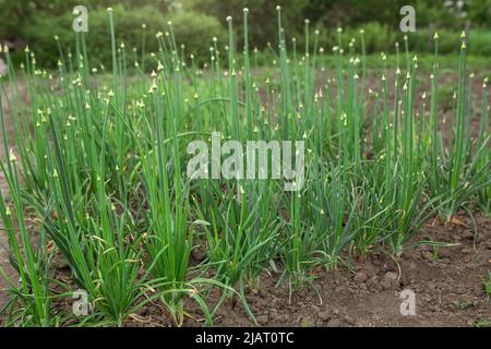 Onion pipes are green. Vegetable garden, agriculture, rural, business Stock Photo