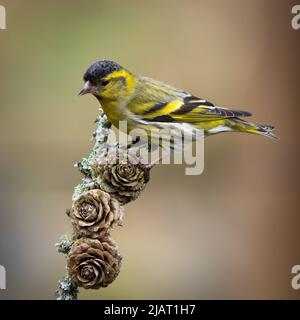 A close up portrait of a male siskin perched on an old twig. The background is natural out of focus with copy space Stock Photo