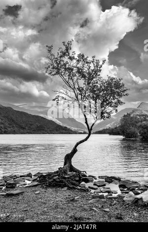 Lone Tree Snowdonia National Park, North Wales Stock Photo