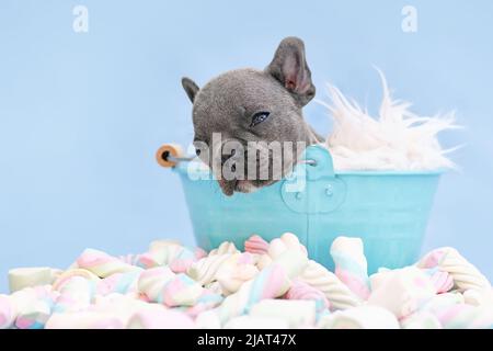 Sleeping French Bulldog dog puppy in bucket on blue background with marshmallow sweets
