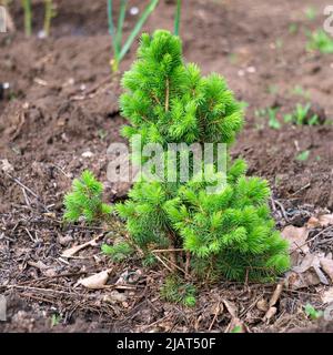 Alone sprout of a small pine grows on the soil Stock Photo