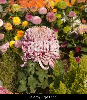 big pink chrysanthemum flowers blossom in the bush  in sunny day in the garden Stock Photo