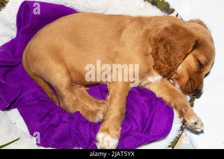 Cute puppy two months old English Cocker Spaniel  dog Johny relaxing at terrace,on room parquet floor or terracotta tiles hugged a stuffed toy Stock Photo