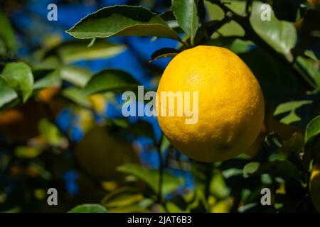 Close-up of one ripe lemon on a tree on a sunny day, copy space Stock Photo