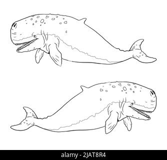 Prehistoric whale Livyatan. Silhouette illustration with extinct animals. Template for coloring book. Stock Photo