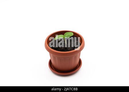 Top or side view of a young plant in a pot on a white background. cucumber seedling. High quality photo Stock Photo