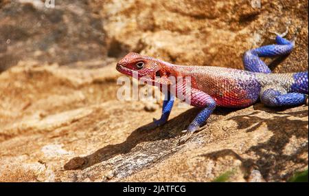 African Rainbow Agama Lizard  close-up Stock Photo