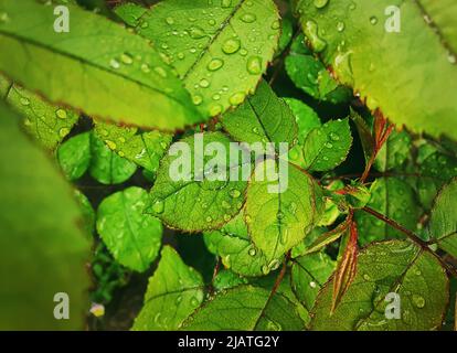 Rain drops on green leaves. Close up rose leaf with dew droplets. Natural background textures Stock Photo