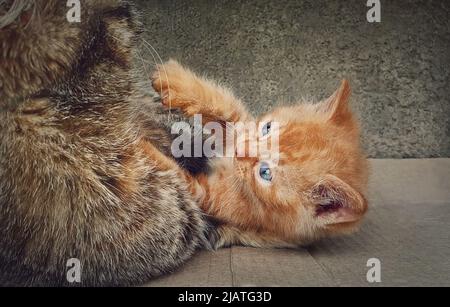 Frisky orange kitten playing with his caring mother cat. Funny ginger kitty Stock Photo