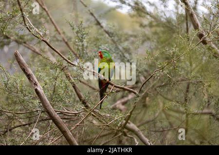 An Australian critically endangered migratory swift parrot (Lathamus discolor) facing extinction due to logging and climate change Stock Photo