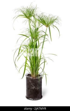 Cyperus papyrus perkamentus in a glass plant pot isolated on white background Stock Photo