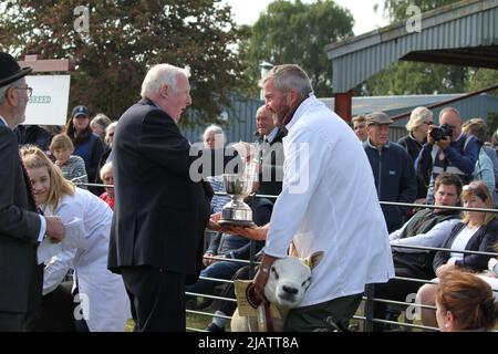 Ipswich, UK. 01st Jun 2022. After being cancelled in 2020 and 2021 due to Covid restrictions the Suffolk Show returns to Ipswich. The inter-breed sheep championship is won by a Texel. Credit: Eastern Views/Alamy Live News Stock Photo