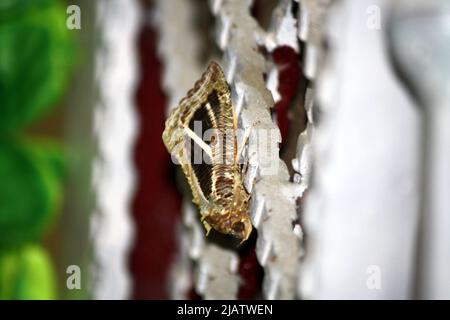 Dot-underwing moth (Eudocima materna) resting on an iron door : pix SShukla Stock Photo