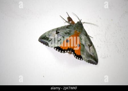 Dot-underwing moth (Eudocima materna) resting with wings spread : pix SShukla Stock Photo