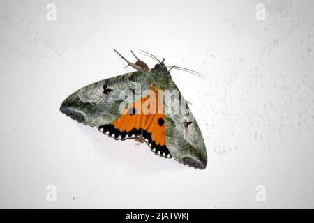 Dot-underwing moth (Eudocima materna) resting with wings spread : pix SShukla Stock Photo