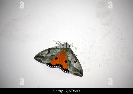 Dot-underwing moth (Eudocima materna) resting with wings spread : pix SShukla Stock Photo