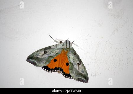 Dot-underwing moth (Eudocima materna) resting with wings spread : pix SShukla Stock Photo