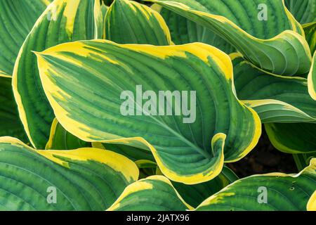 Hosta 'Golden Tiara' also known as plantain lily is a spring and summer flowering perennial herbaceous flower plant, stock photo image Stock Photo