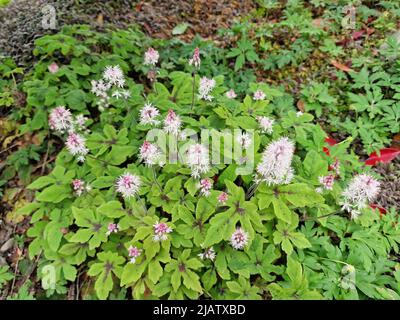 Tiarella 'Spring Symphony' a spring summer flowering plant with a pale pink summertime flower commonly known as foam flower, stock photo image Stock Photo