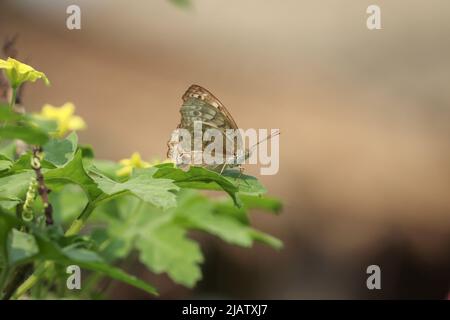 Junonia atlites, grey butterfly sitting on leaf of bitter gourd leaf. Stock Photo