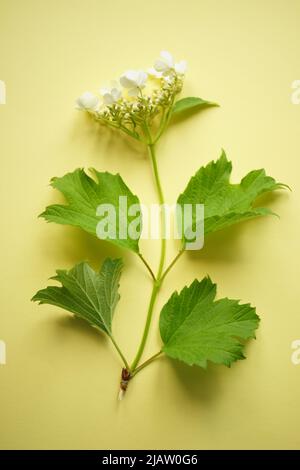 Blooming rose hip branch with white flowers and green leaves on a yellow table. Top view Stock Photo