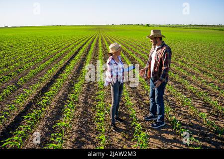 Man and woman are working together in partnership. They are cultivating corn. Stock Photo