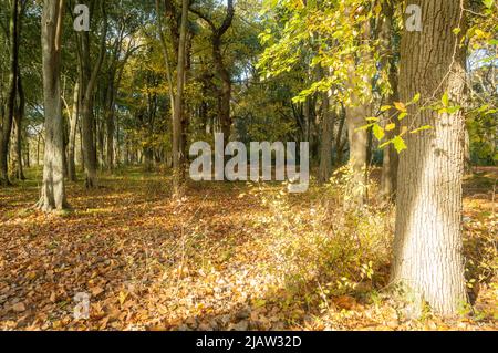 Landscape of a forest in autumn Stock Photo