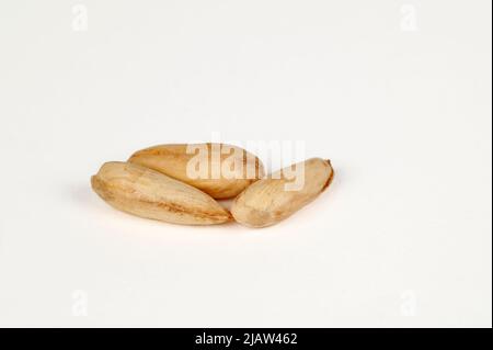 Closeup view of three wild papershell almonds 'kaymak' on a white background Stock Photo