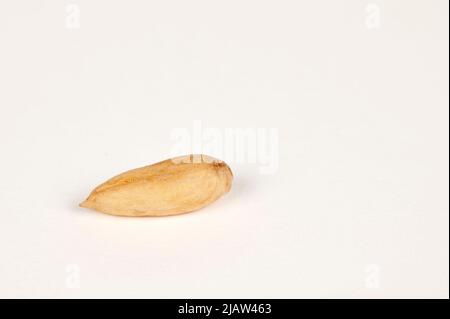 Single Wild Papershell Almond on a white background Stock Photo