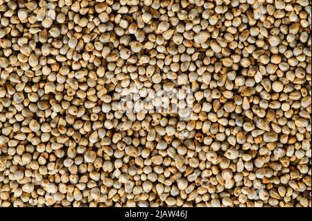 Pearl Millet or Bajra (Pennisetum glaucum) background Stock Photo
