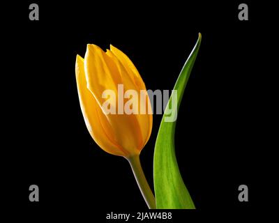 Yellow tulip flower with green leaf close up isolated on black background Stock Photo