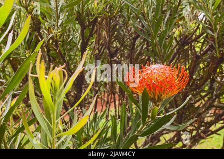 A single Picushion Protea flower. (Leucospermum cordifolium) Stock Photo