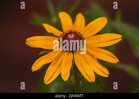 Yellow Coneflower (Echinacea paradoxa) the only yellow Echinacea species Stock Photo