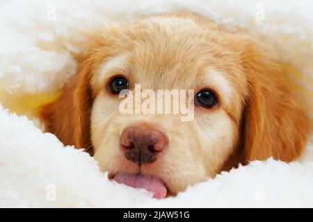 hovawart puppy. Cute Muzzle sleeping puppy looks out from under white blankets. Stock Photo