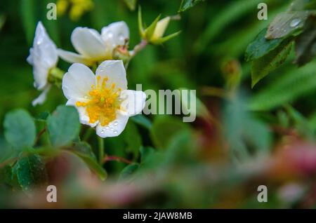 Multiflora rose, Wood anemone, Anemone nervosa, in forest floor in springtime. Shallow depth of field. drops on flower. Stock Photo