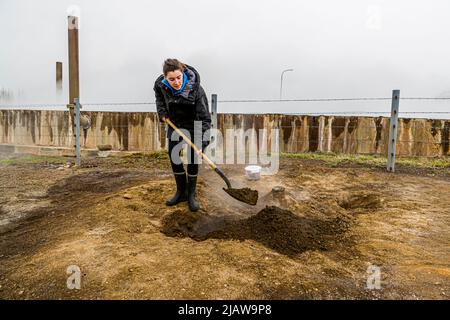 Geothermal baking Icelandic rye bread in Laugarvatn Fontana, Iceland. Employee Beatrice, Fontana Bakery Laugarvatn, digs a hole for the rye bread with a shovel. 24 hours the bread will cook in the hot earth Stock Photo