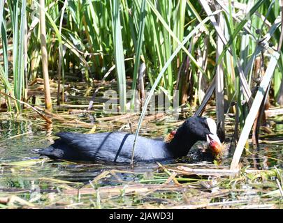 Coots - adult coot with baby chicks at London Wetland Centre, London, England, UK. The adult coot is violently pecking one of its chicks. Stock Photo