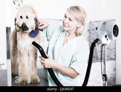 hairdresser professional dries hair by fen dog fur Afghan hound dog in hairdresser for animal Stock Photo