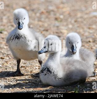 Swan cygnets at London Wetland Centre, London, England, UK Stock Photo